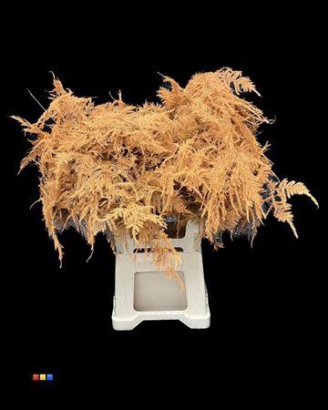 <h4>Asp Extra Orange</h4>