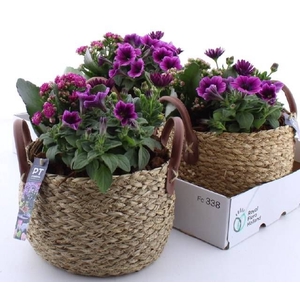ARR TUINPLANTEN