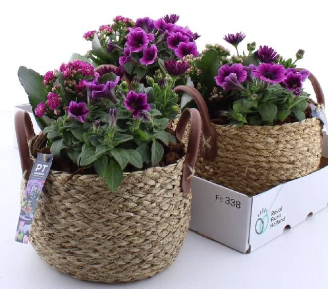 <h4>ARR TUINPLANTEN</h4>