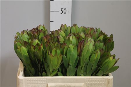 <h4>Leucad Goldstrike</h4>