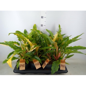 Philodendron  'Ring of Fire'