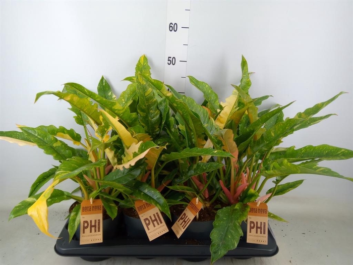 <h4>Philodendron  'Ring of Fire'</h4>