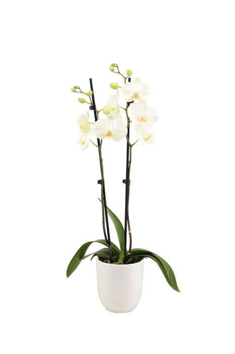 <h4>Hugo White Phal Wit 2T14+</h4>
