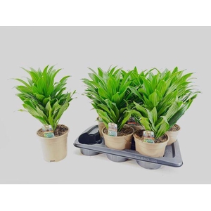 Dracaena frag. 'Compacta'