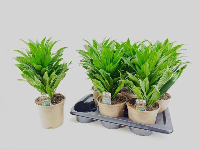 <h4>Dracaena frag. 'Compacta'</h4>