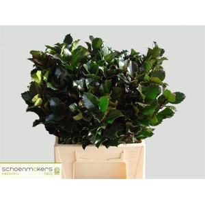 ILEX BL M BLU PRINCE