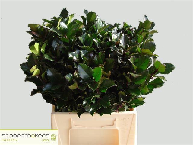 <h4>ILEX BL M BLU PRINCE</h4>