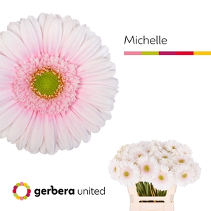 Ge Gr Michelle - Gerbera United