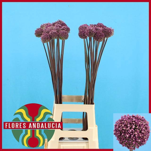<h4>ALLIUM SUMMER DRUMME</h4>