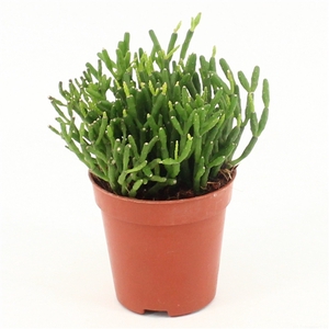 Rhipsalis hatiora P5,5 mini