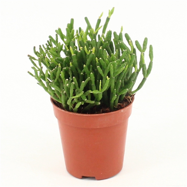 <h4>Rhipsalis hatiora P5,5 mini</h4>