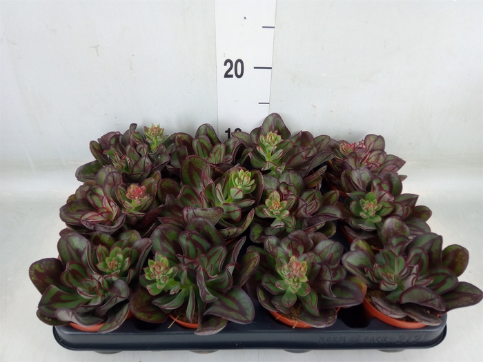 <h4>Echeveria   ...</h4>
