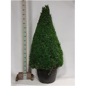 BUXU SEMPERVIRENS
