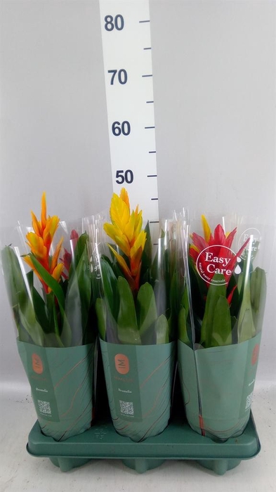 <h4>Vriesea   ...mix</h4>