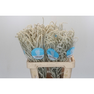 Amaranthus Yearming Desert