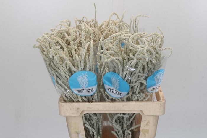 <h4>Amaranthus Yearming Desert</h4>