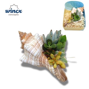 Concepts® - Uniqueshells 'fasciolaria' (xl) Concep