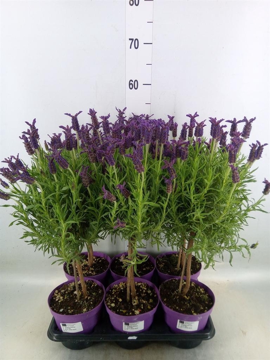 <h4>Lavandula stoec.</h4>