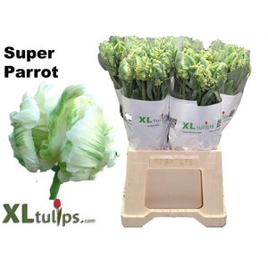 TU PA SUPER PAR