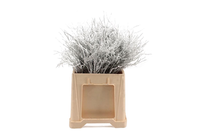 <h4>Heidelbeer Snow</h4>