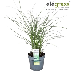 Miscanthus sinensis 'Gracillimus' P19