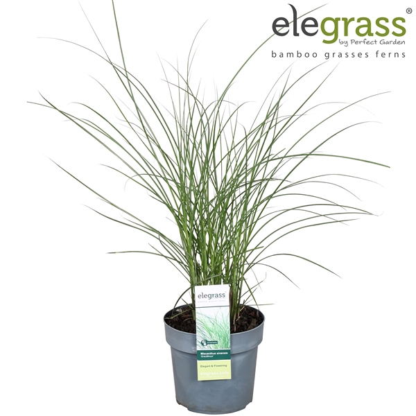 <h4>Miscanthus sinensis 'Gracillimus' P19</h4>
