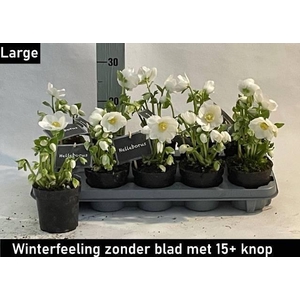 HELL NI WINTER FLEUR