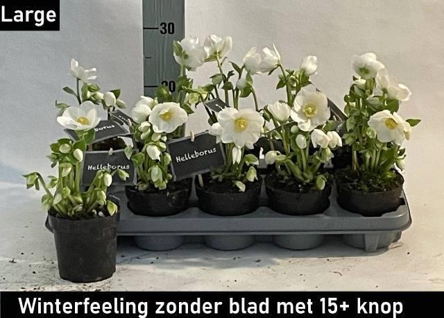 <h4>HELL NI WINTER FLEUR</h4>