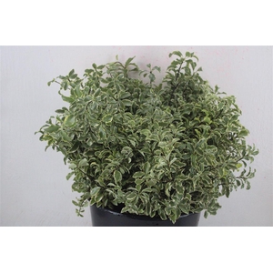 Pitto Nigra 150gr P Bunch