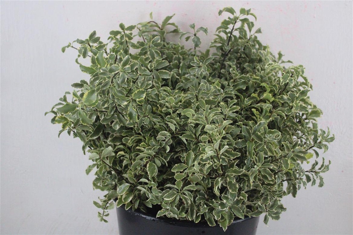 <h4>Pitto Nigra 150gr P Bunch</h4>