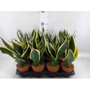 Sansevieria trifa. 'Black Gold'