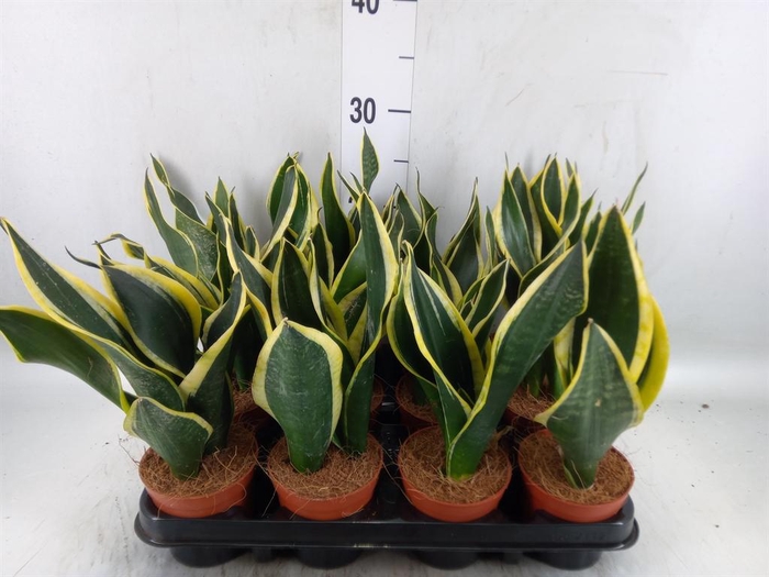 <h4>Sansevieria trifa. 'Black Gold'</h4>