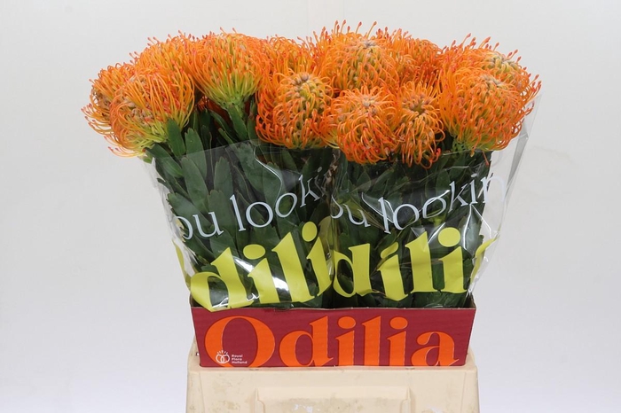 <h4>NUTANS AYOBA SUN</h4>