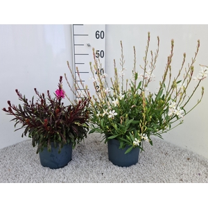 Gaura Gemengd P19