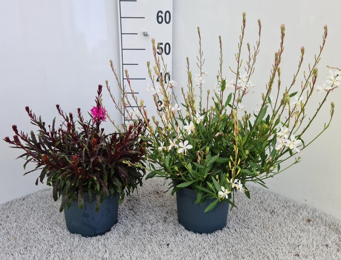 <h4>Gaura Gemengd P19</h4>