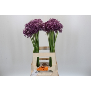 Allium Jasmine