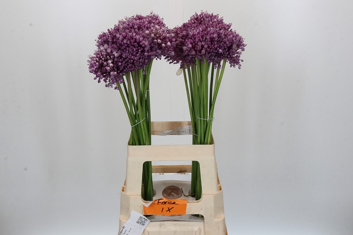 <h4>Allium Jasmine</h4>