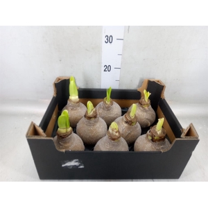 Hippeastrum   ...waxed H%