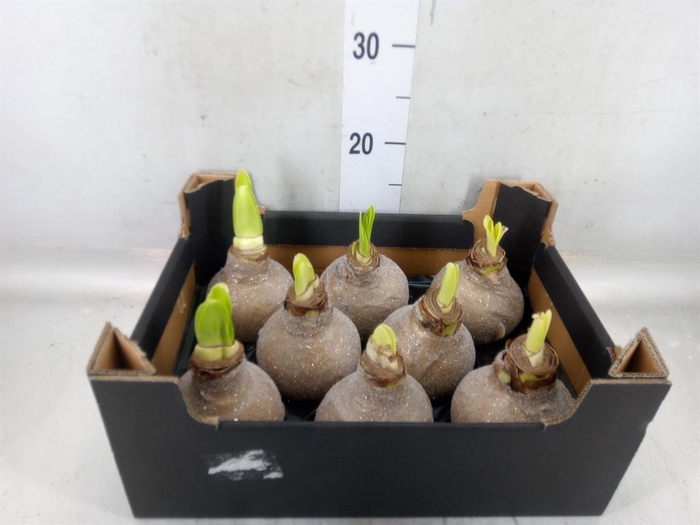 <h4>Hippeastrum   ...waxed H%</h4>