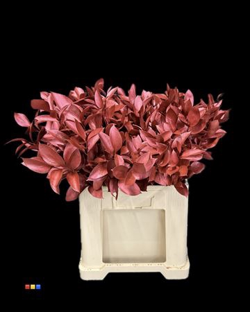 <h4>Ruscus Metallic Red</h4>