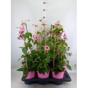 Thunbergia alata 'Rose Sensation'