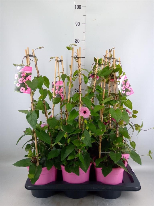 <h4>Thunbergia alata 'Rose Sensation'</h4>