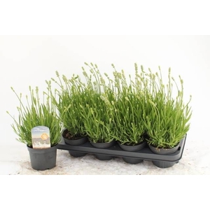 LAVAN AN AROMA WHITE