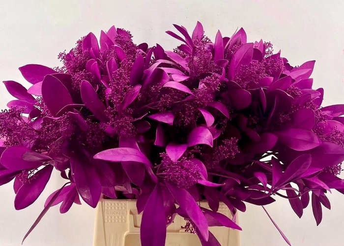 <h4>SKIM OV BS KLB H%</h4>