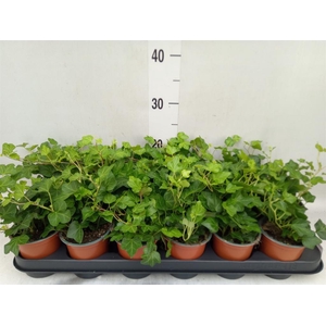 Hedera helix 'Wonder'