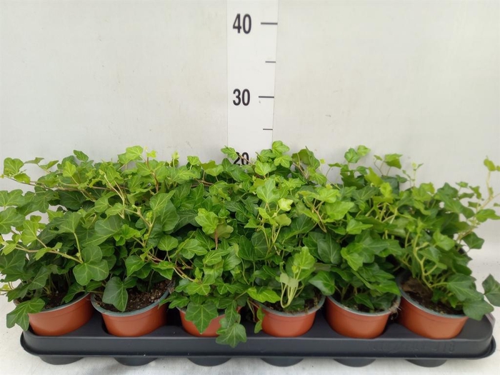 <h4>Hedera helix 'Wonder'</h4>