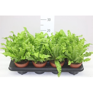 Asplenium Crispy Wave