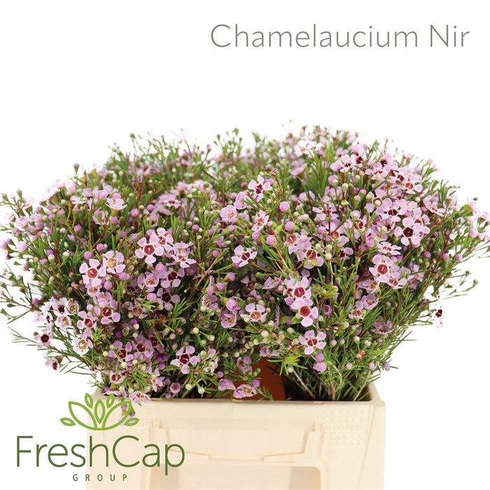 <h4>Chamelaucium unci. 'Early Nir'</h4>