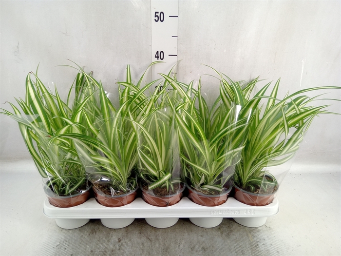 <h4>Chlorophytum com. 'Variegatum'</h4>