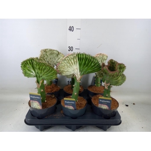 Euphorbia lactea 'Cristata'